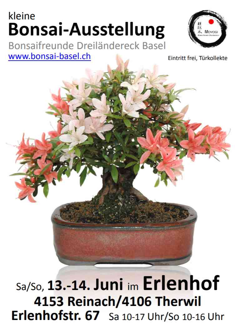 Bildgalerie Kleine Bonsai-Ausstellung 2015